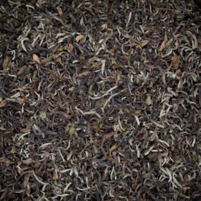 Roses au Clair de Lune