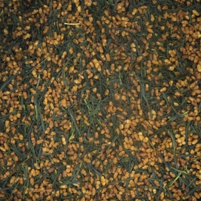 Genmaicha de Honyama